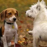 Nombres para perros en coreano [2022]